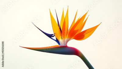 Papier peint  The Strelitzia flower, also known as the bird of paradise, is often used on transparent backgrounds and designs._00004_