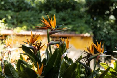 Papier peint  The Strelitzia reginae, aptly known as the bird of paradise, stands as a botanical marvel that captivates the senses with its striking beauty. This tropical plant embodies grace and elegance.