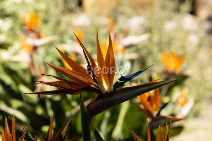 Papier peint  The Strelitzia reginae, aptly known as the bird of paradise, stands as a botanical marvel that captivates the senses with its striking beauty. This tropical plant embodies grace and elegance.
