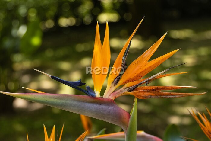 Papier peint  The Strelitzia reginae, aptly known as the bird of paradise, stands as a botanical marvel that captivates the senses with its striking beauty. This tropical plant embodies grace and elegance.