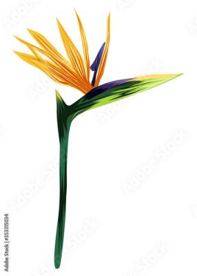 Papier peint  The strelitzia Royal. Flower of the bird of Paradise. Perennial herbaceous plant. Vector illustration isolated on a white background for design and web.