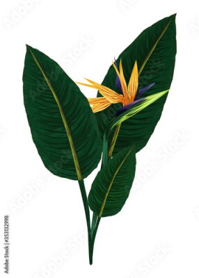 Papier peint  The strelitzia Royal. Flower of the bird of Paradise. Perennial herbaceous plant. Vector illustration isolated on a white background for design and web.