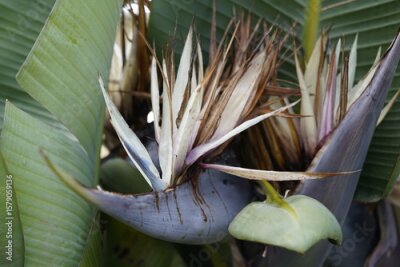 Papier peint  The tree bird of paradise (Strelitzia nicolai) is a species of flowering plant in the genus Strelitzia in the family Strelitziaceae. Hanover Berggarten, Germany.
