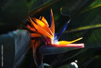 Papier peint  The tropical plant Strelitzia blooms bright orange flowers that look like flying birds.