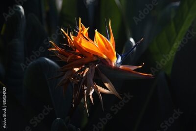 Papier peint  The tropical plant Strelitzia blooms bright orange flowers that look like flying birds.