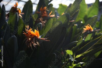 Papier peint  The tropical plant Strelitzia blooms bright orange flowers that look like flying birds.