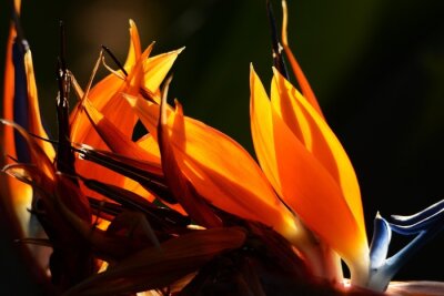 Papier peint  The tropical plant Strelitzia blooms bright orange flowers that look like flying birds.