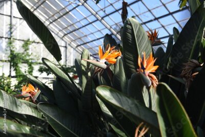 Papier peint  The tropical plant Strelitzia blooms bright orange flowers that look like flying birds.