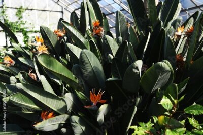 Papier peint  The tropical plant Strelitzia blooms bright orange flowers that look like flying birds.