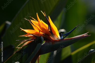 Papier peint  The tropical plant Strelitzia blooms bright orange flowers that look like flying birds.