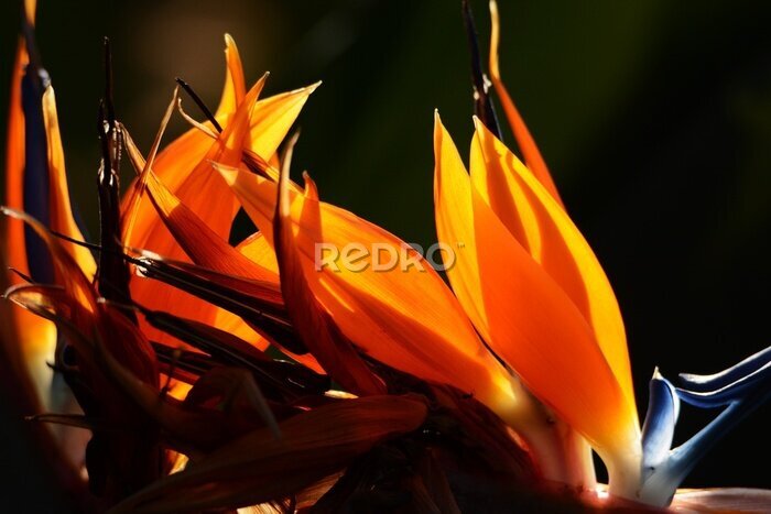 Papier peint  The tropical plant Strelitzia blooms bright orange flowers that look like flying birds.