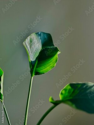 Papier peint  The vibrant beauty of strelitzia in full bloom