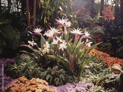 Papier peint  The White or Giant Bird of Paradise Plant, also called Strelitzia Nicolai or Wild Banana.