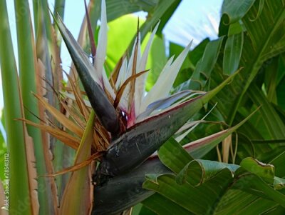 Papier peint  The wild banana or giant white bird of paradise (Strelitzia nicolai), Spain