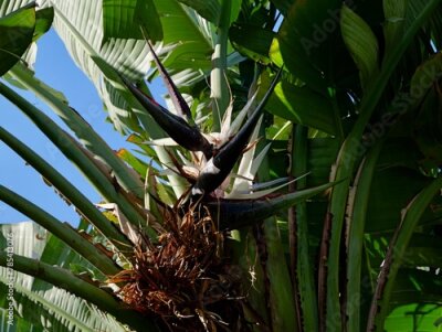 Papier peint  The wild banana or giant white bird of paradise (Strelitzia nicolai), Spain