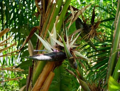 Papier peint  The wild banana or giant white bird of paradise (Strelitzia nicolai), Spain