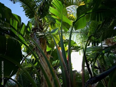 Papier peint  The wild banana or giant white bird of paradise (Strelitzia nicolai), Spain