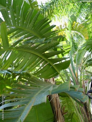 Papier peint  The wild banana or giant white bird of paradise (Strelitzia nicolai), Spain