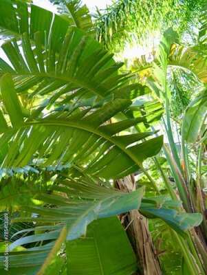 Papier peint  The wild banana or giant white bird of paradise (Strelitzia nicolai), Spain