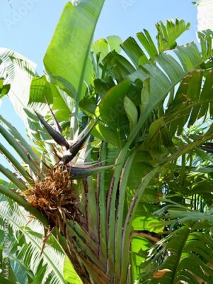 Papier peint  The wild banana or giant white bird of paradise (Strelitzia nicolai), Spain