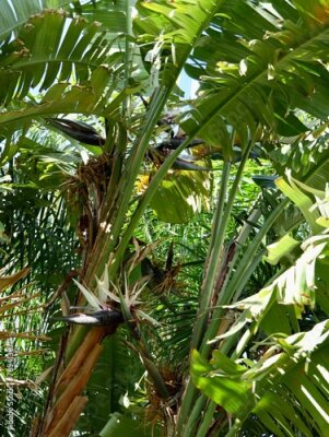 Papier peint  The wild banana or giant white bird of paradise (Strelitzia nicolai), Spain