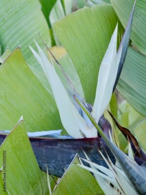 Papier peint  The wild banana or giant white bird of paradise (Strelitzia nicolai), Spain
