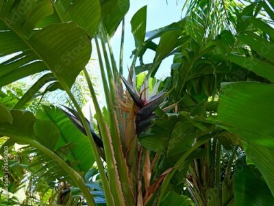 Papier peint  The wild banana or giant white bird of paradise (Strelitzia nicolai), Spain