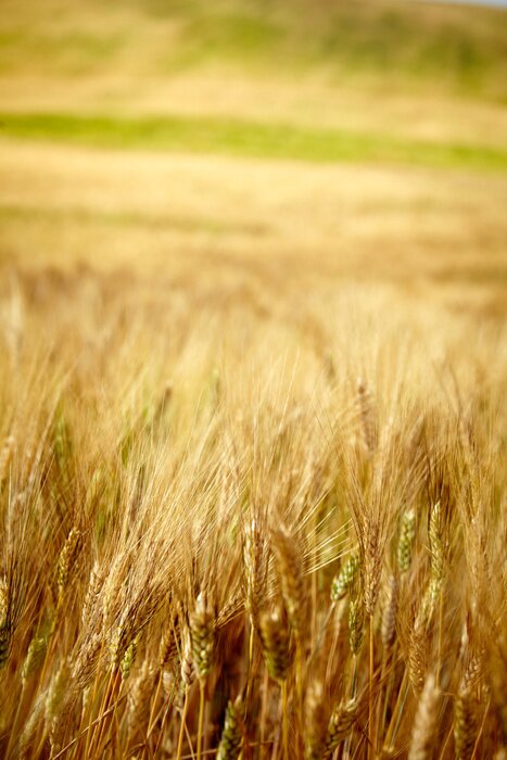 Papier peint  Thème de la nature estivale avec des oreilles dorées