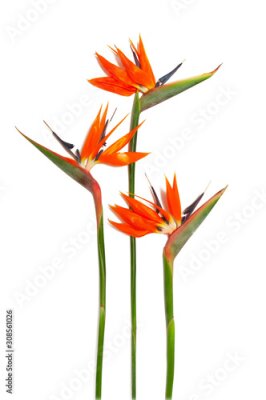 Papier peint  Three bird of paradise blossoms, strelitzia reginae flowers on on a white background