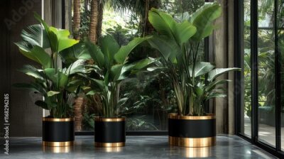 Papier peint  Three Bird of Paradise Plants in Gold and Black Planters