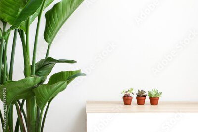 Papier peint  Three small succulent plants (Sedum adolphi, Echeveria purpusorum, and Graptopetalum macdougallii respectively) on wooden desk beside Giant Bird of Paradise Plant (Strelitzia nicolai), decorating home
