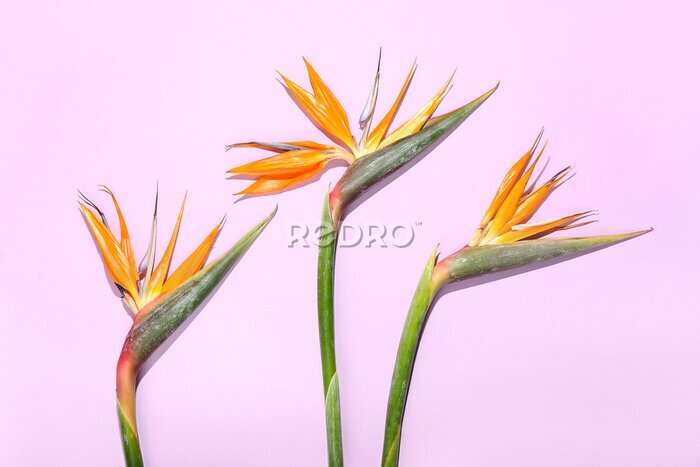 Papier peint  Three strelitzia flowers on lilac background