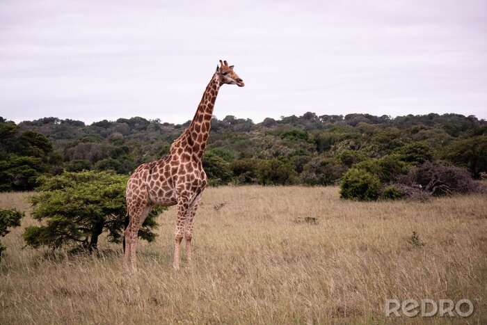 Papier peint  tierwelt safari südafrika