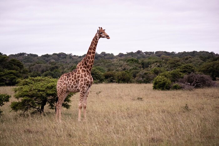 Papier peint  tierwelt safari südafrika