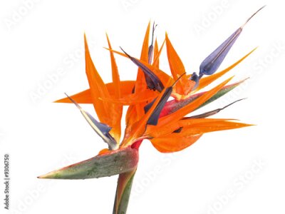 Papier peint  Tige de Strelitzia