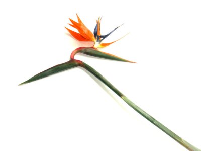 Papier peint  Tige de Strelitzia