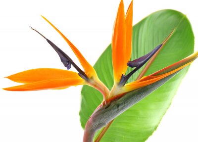 Papier peint  tige feuille de strelitzia, oiseau de Paradis Blanc aime
