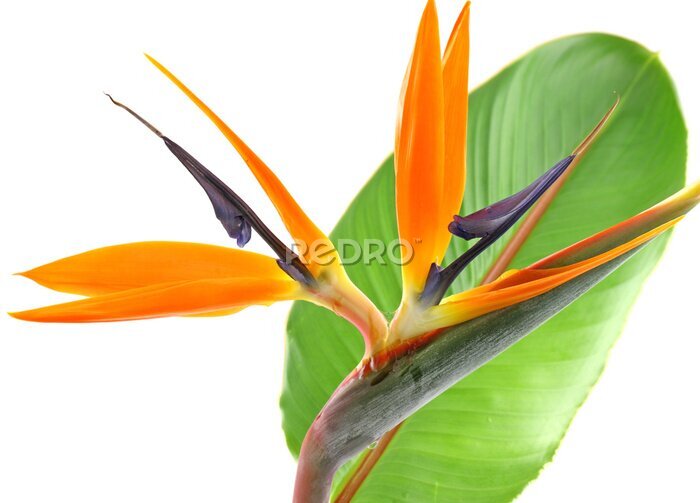 Papier peint  tige feuille de strelitzia, oiseau de Paradis Blanc aime