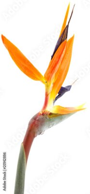 Papier peint  tige Strelitzia, fleur tropicale fond blanc