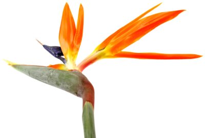 Papier peint  tige Strelitzia, oiseau paradis fond blanc