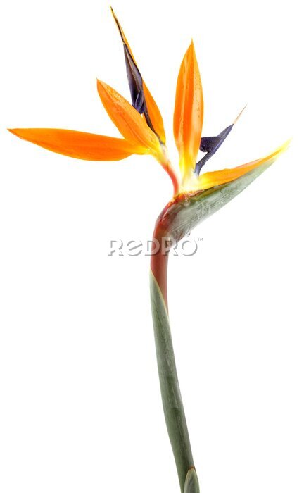 Papier peint  tige Strelitzia, oiseau paradis, fond blanc