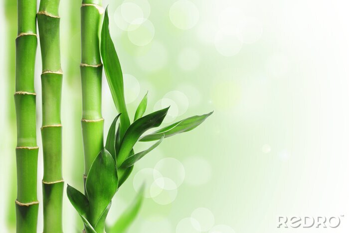 Papier peint  Tiges de bambou avec feuilles