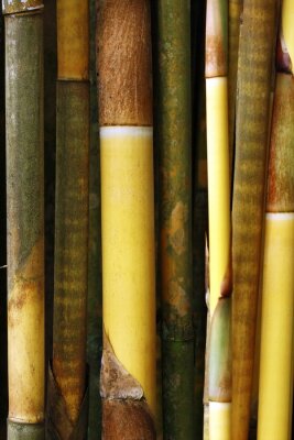 Papier peint  Tiges de bambou brunes et jaunes