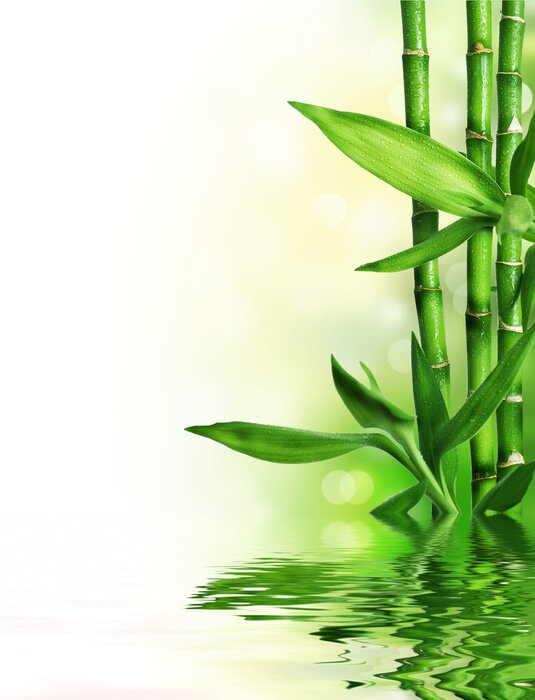 Papier peint  Tiges de bambou et eau