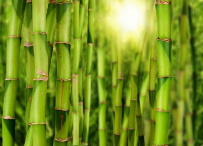 Papier peint  Tiges de bambou et soleil