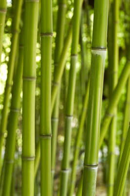 Tiges de bambou naturel