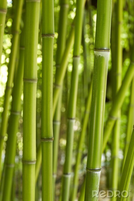 Papier peint  Tiges de bambou naturel