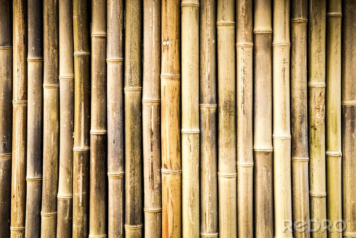 Papier peint  Tiges de bambou séchées