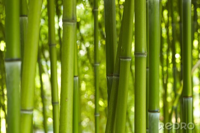 Papier peint  Tiges de bambou simples