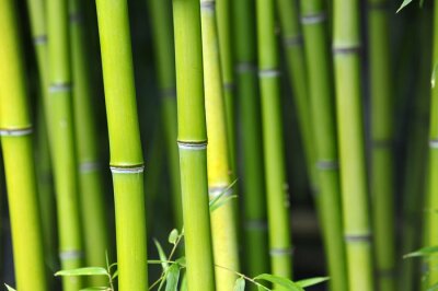 Papier peint  Tiges de bambou vertes